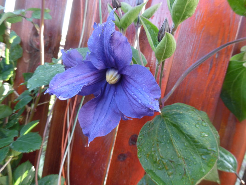  - clematite infloriri