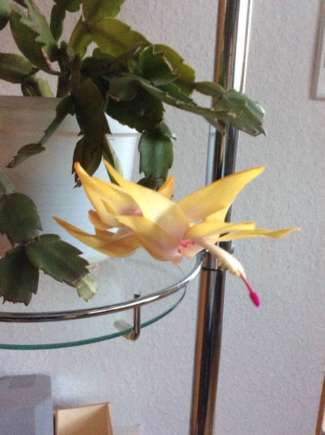 image - X-Schlumbergera