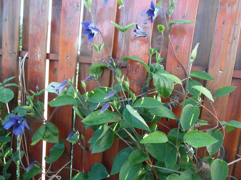  - clematite infloriri