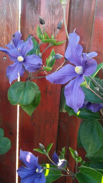  - clematite infloriri