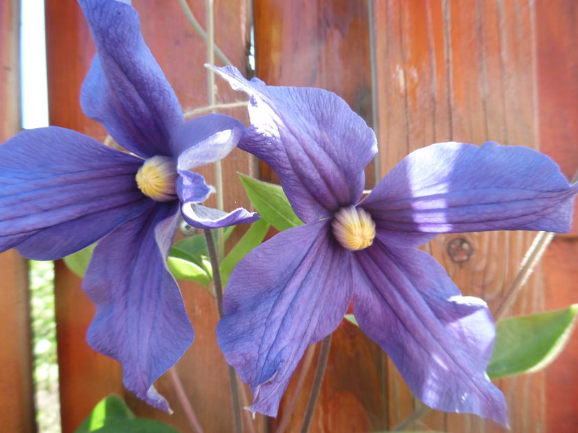  - clematite infloriri