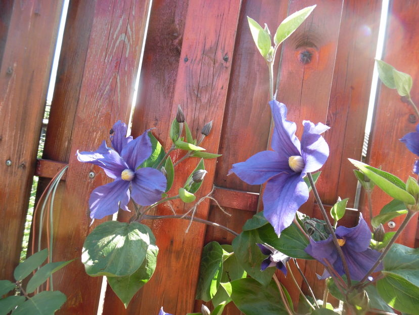  - clematite infloriri