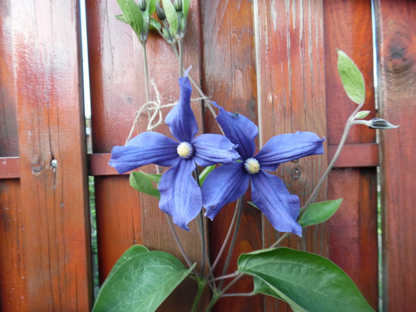 Posibil Durandii - clematite infloriri