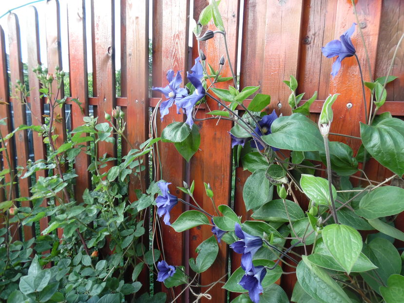  - clematite infloriri