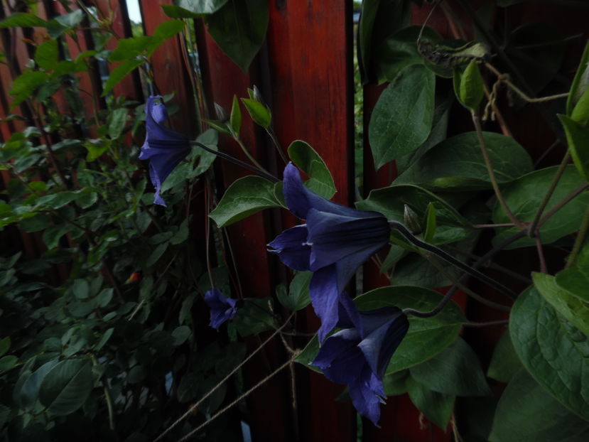  - clematite infloriri