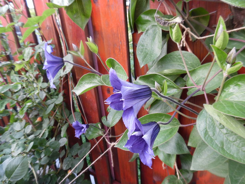  - clematite infloriri