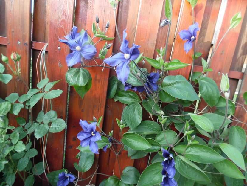  - clematite infloriri