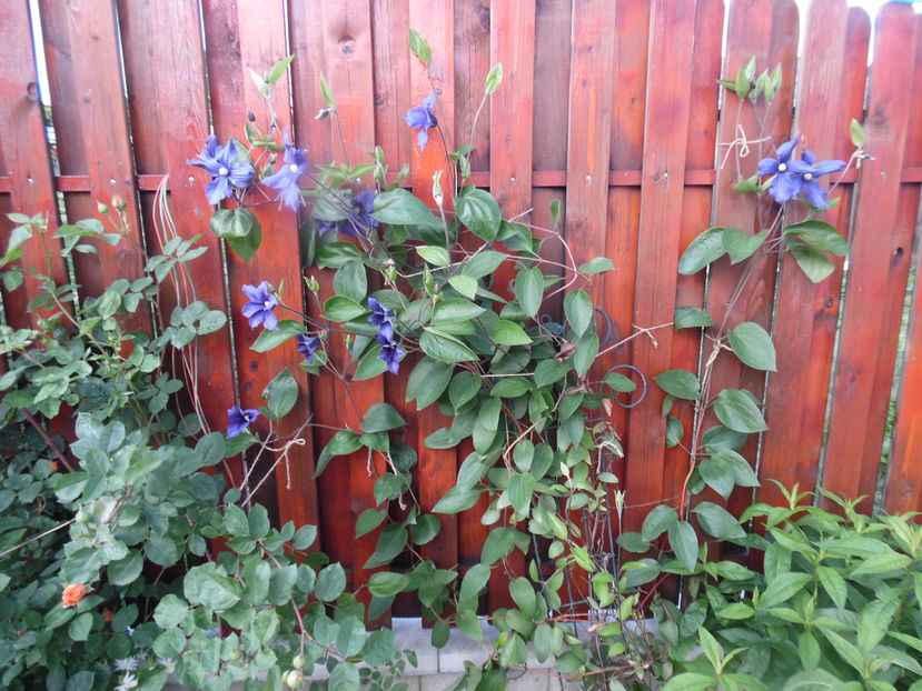  - clematite infloriri