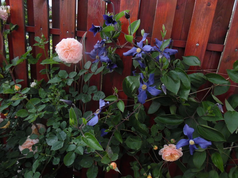  - clematite infloriri