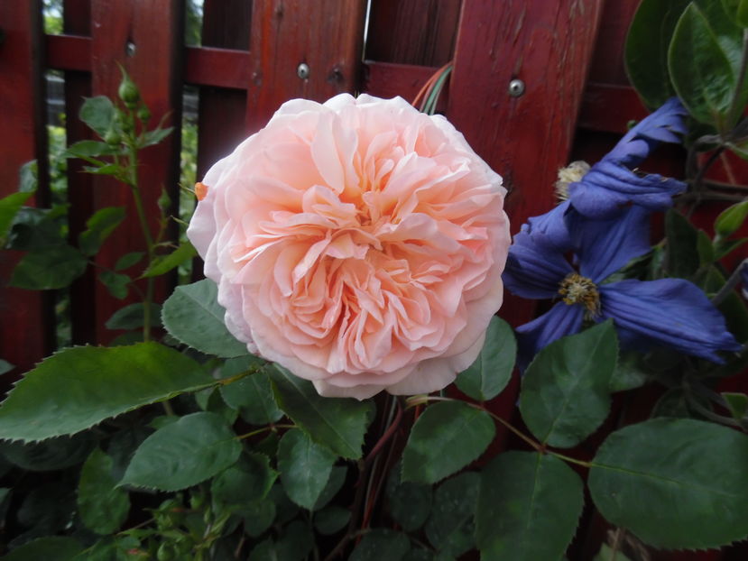  - clematite infloriri