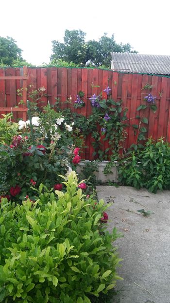  - clematite infloriri