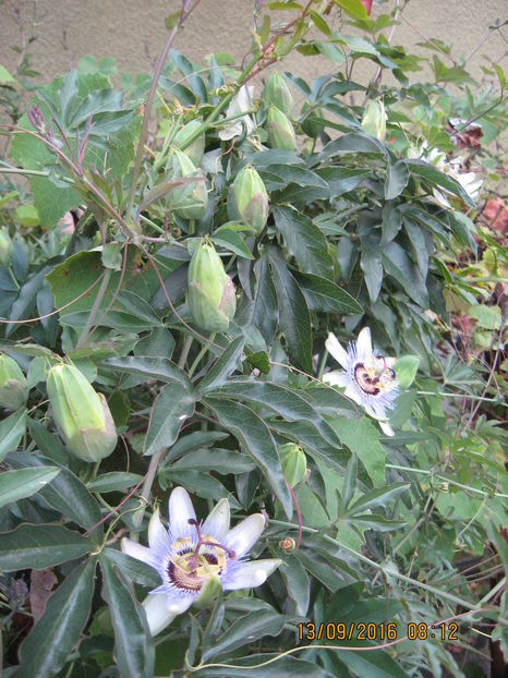 Picture 7300 - Passiflora caerulea