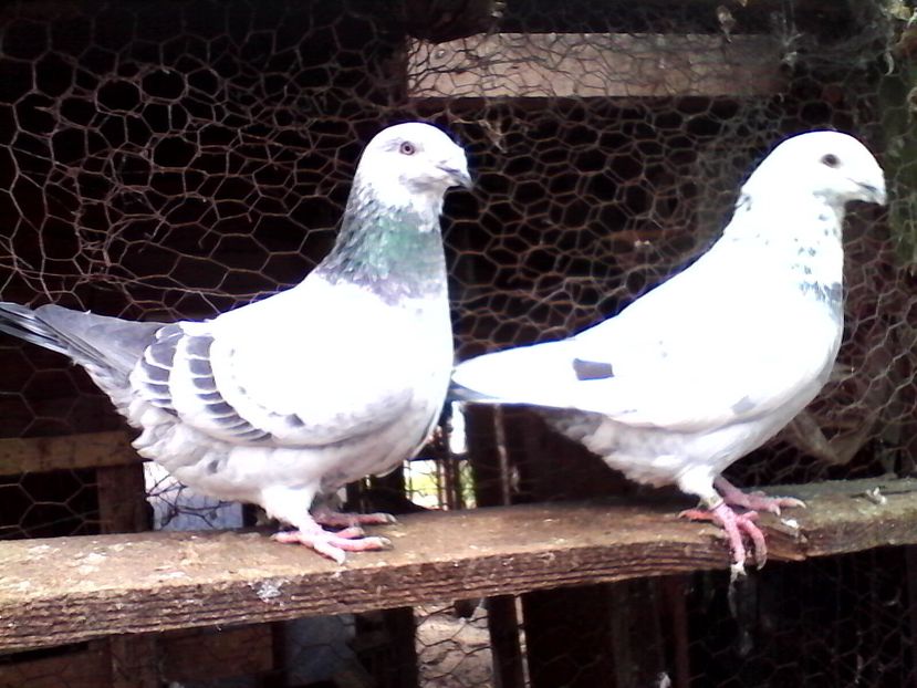  - Voiajori standard