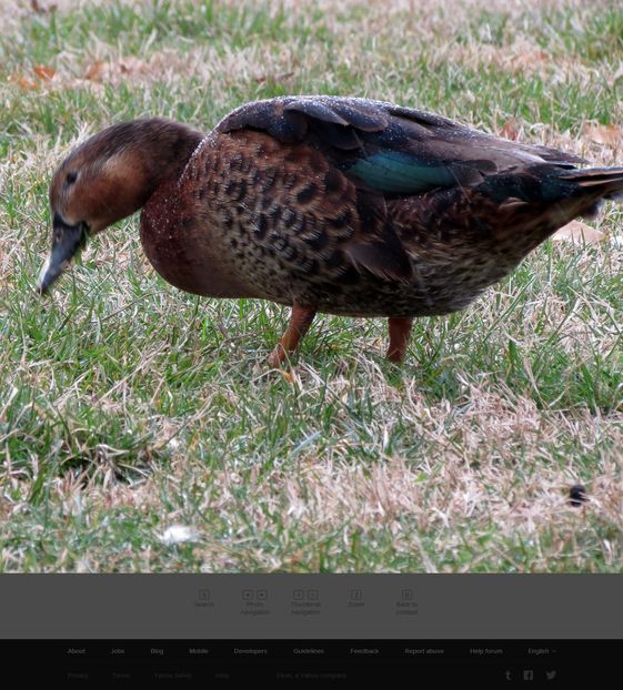  - Hibrizi muscovy x mallard poze internet