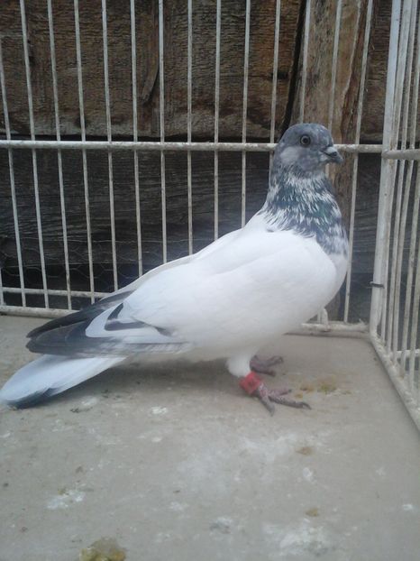 M - porumbei vanduti