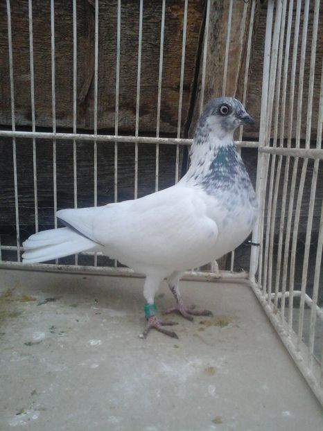 F - porumbei vanduti