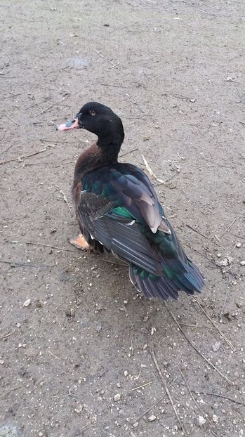  - Hibrizi muscovy x mallard poze internet