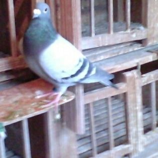 KLICKO 051901-2015 M; LOCUL 5 NATIONAL UCPR CATEGORIA AS FOND. 2 FONDURI .3 MARATOANE FIU VALOARE  NEPOT APASH.
