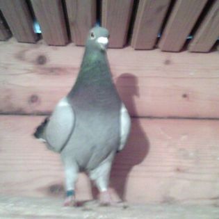 FABRICA DE HITURI CONTINUA; KLICKO O51901-2015-M NOUA VEDETA A CRESCATORIEI LOC 5 NATIONAL AS FOND UCPR 2016
