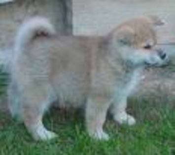 Akita Inu (paza) 900 Euro - Caini