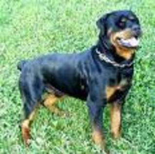 Rottweiler (paza si protectie) pret 1500 Euro - Caini