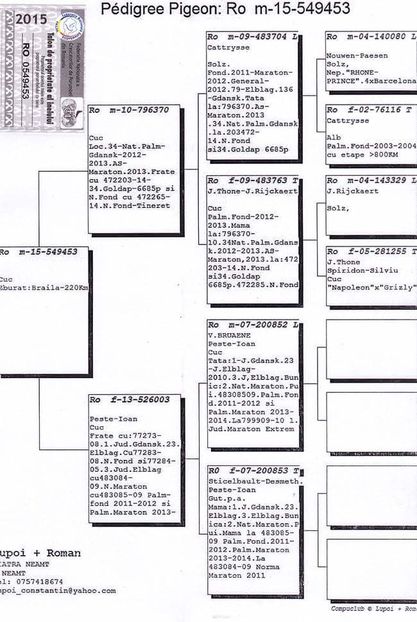 mascul 3 - pedigree