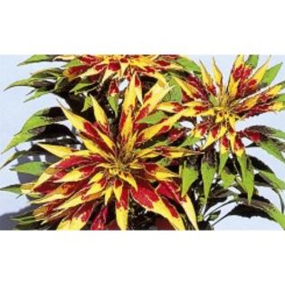 -amaranthus tricolor 10 ron- 15sem - 00 vanzare seminte