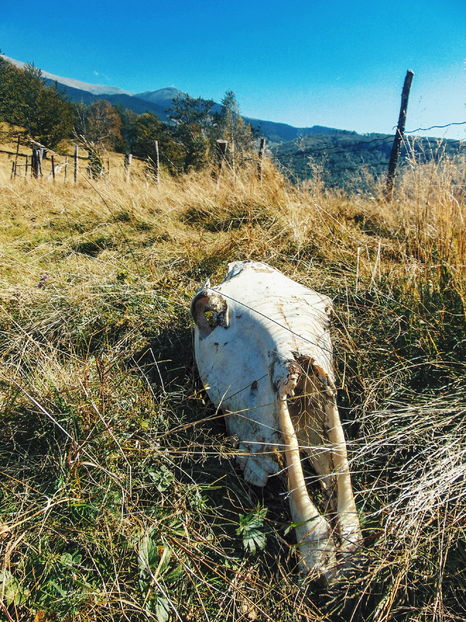 Candva a fost un cal