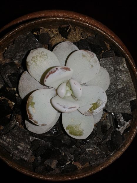 Pachyphytum oviferum - Pachyphytum