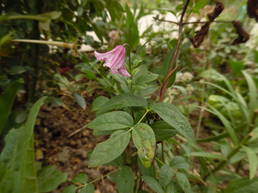  - clematite infloriri