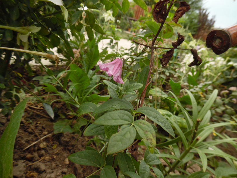  - clematite infloriri