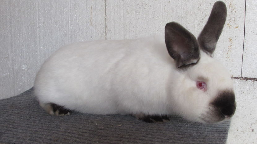  - Arhivă-Californieni