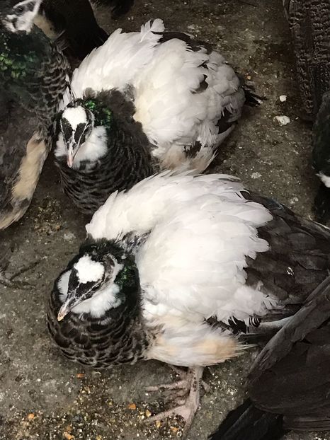 IMG-20161130-WA0001 - pauni 2017