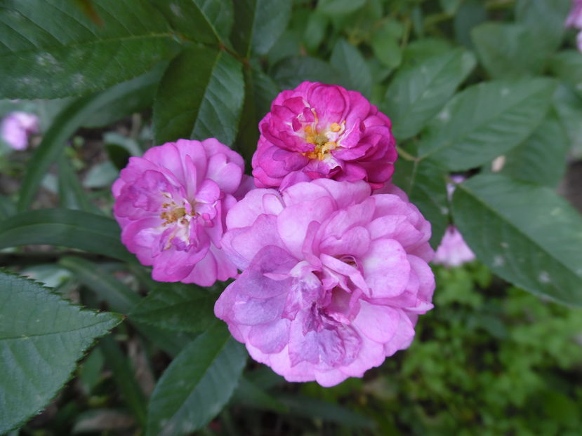  - Hybrid multiflora Rambler Marie viaud