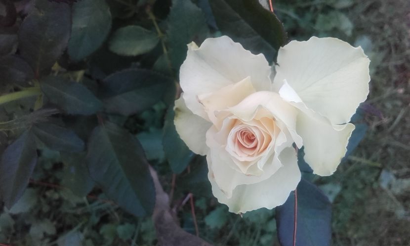 Greensleeves