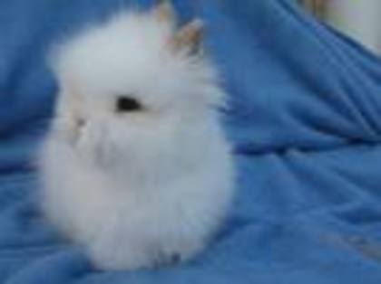 Angora Pitic pret 150euro - Iepuri