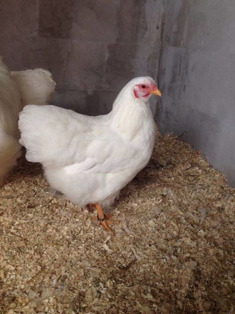 15239160_1257231494333230_1358786672_n