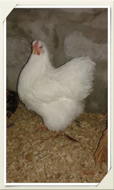 15240101_1158354004232745_637865101_n