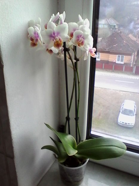 - orhidee primita de Sf Andrei