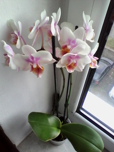  - orhidee primita de Sf Andrei