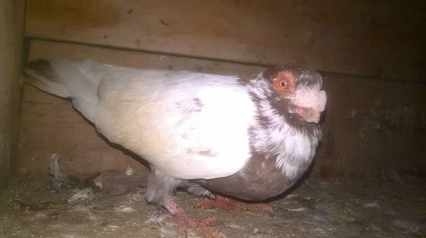 M 2016 - CARUNCULATI MATCA 2017