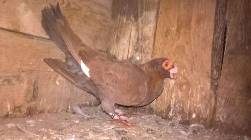 F 2014 - CARUNCULATI MATCA 2017