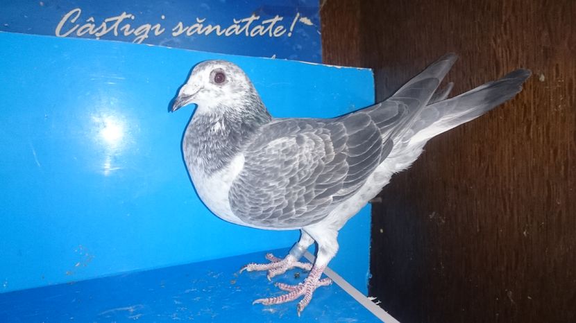  - Porumbei