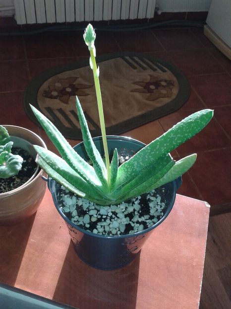 Gasteria pillansii