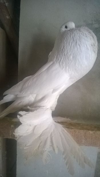  - de prin voliera
