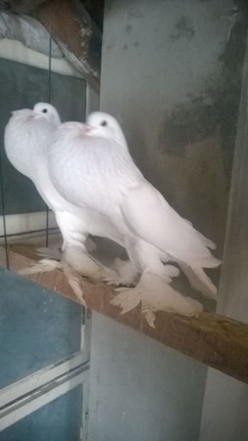  - de prin voliera
