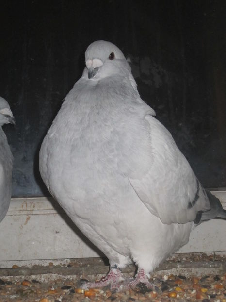 ATHOS M 2016; MARCA PATRAN!!
