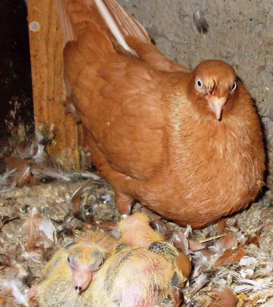 Galbena cazatoare; Tata-Galben zobo;
Mama- Galbena Dan
