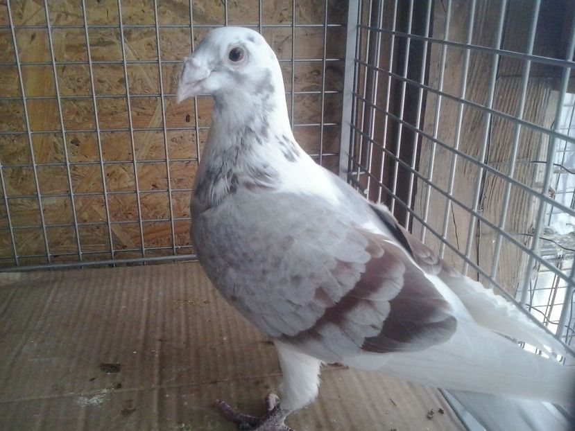 .Fem.2013.Sacrificata..