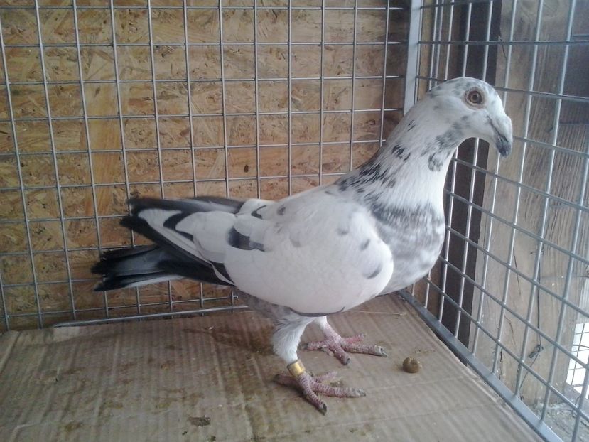 .Fem.H.2016.sacrificata..